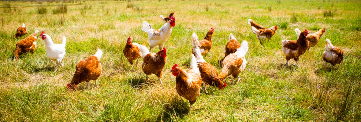 10 raisons d'avoir des poules