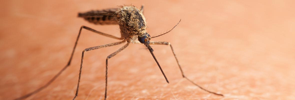 10 raisons de détester les moustiques