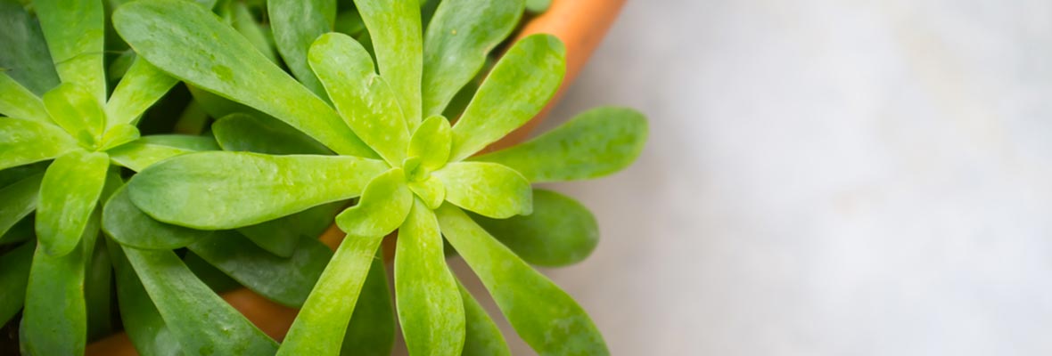 10 raisons d'avoir des plantes vertes