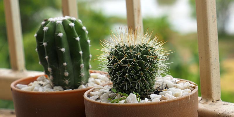 10 raisons d'aimer les cactus
