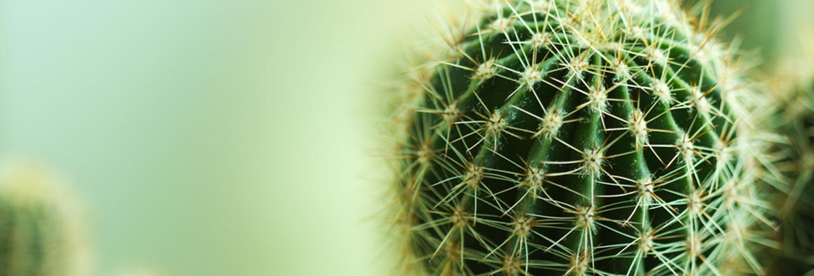 10 raisons d'aimer les cactus