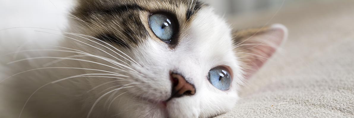 10 raisons d'avoir un chat